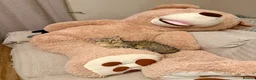 Savannah cats for sale: Special F2 Savannah Girl Seeking Forever Love ❤ - Advert 9