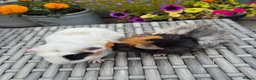 Guinea Pig rodents for sale: Baby Guinea Pigs Funky Abyssinian & Crested - Advert 2