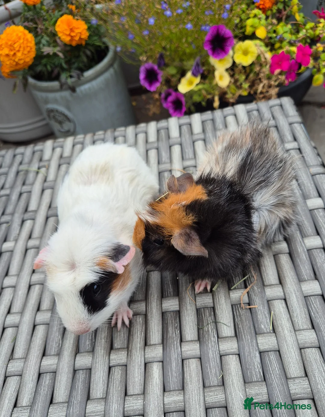 Guinea Pig rodents for sale: Baby Guinea Pigs Funky Abyssinian & Crested - Advert 2