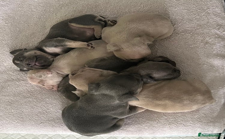 French Bulldog dogs - Advert 6