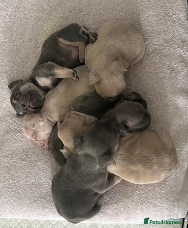 French Bulldog dogs - Advert 8