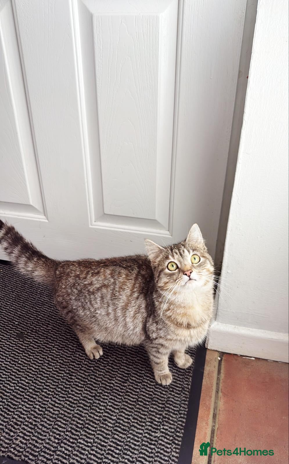 British Shorthair cats British short hair x domestic kitten  - Advert 4