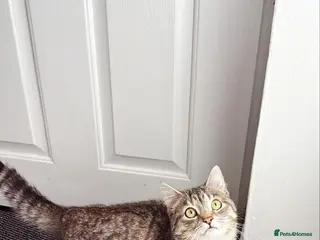 British Shorthair cats British short hair x domestic kitten - Advert 4