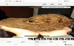 Cockapoo dogs for sale: Stunning toy cockapoo - Image 3