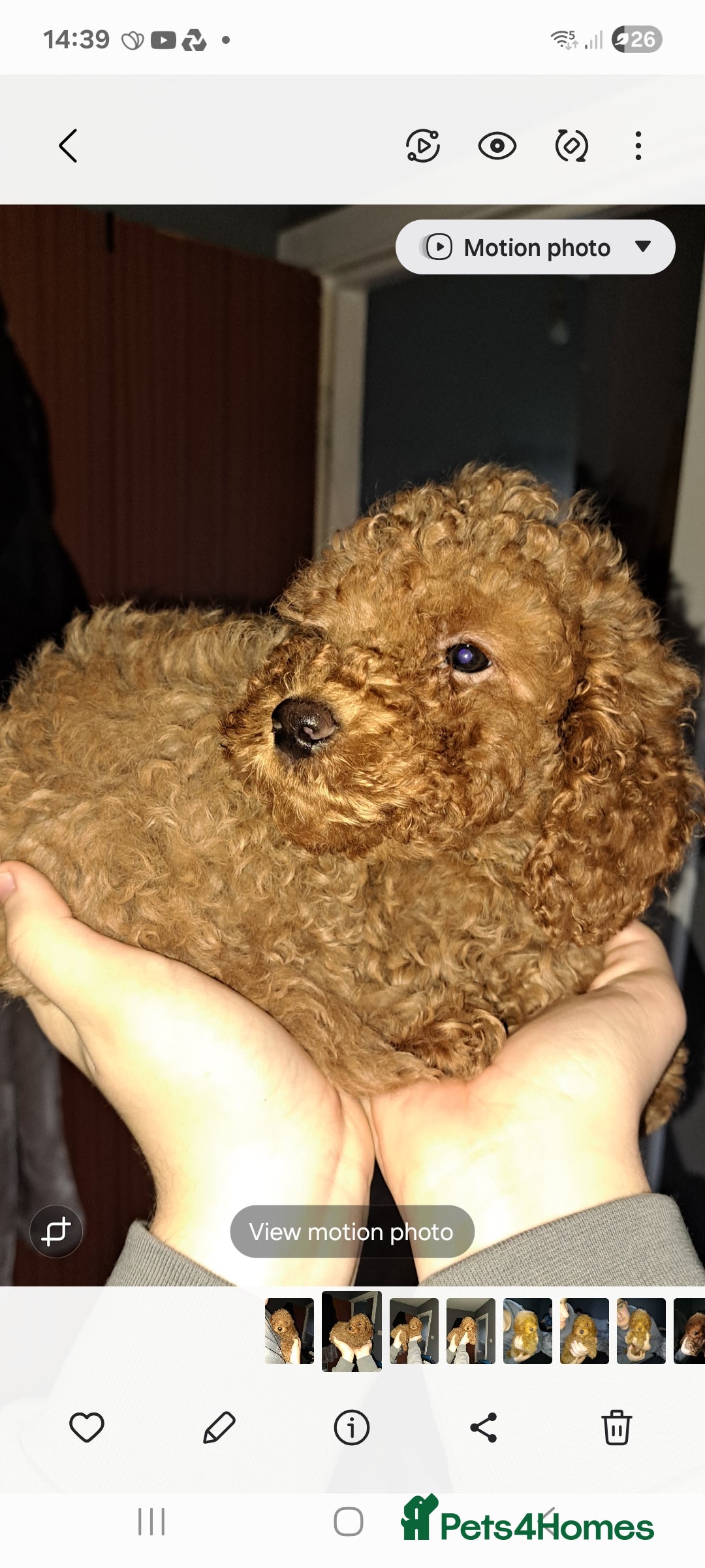 Cockapoo dogs for sale: Stunning toy cockapoo - Image 3