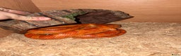 Mixed Breed reptiles for sale: Beardies and snake  - Advert 3