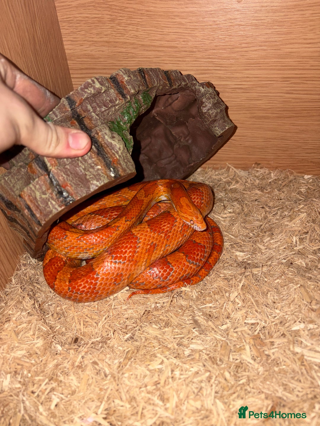 Mixed Breed reptiles for sale: Beardies and snake  - Advert 3