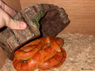 Mixed Breed reptiles Beardies and snake - Advert 4