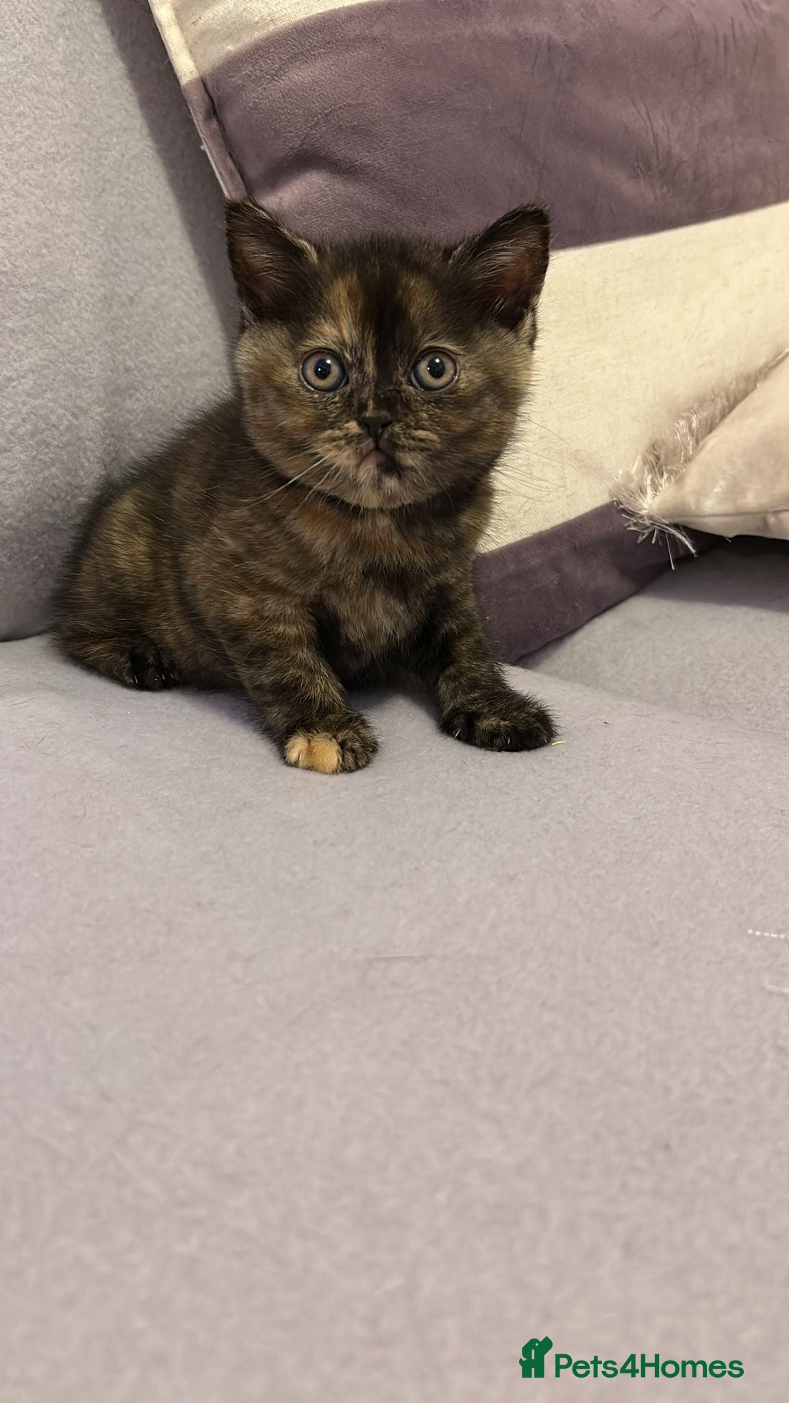 British Shorthair cats Beautiful British Shorthair Tortie Girl  - Advert 15