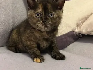British Shorthair cats Beautiful British Shorthair Tortie Girl - Advert 15