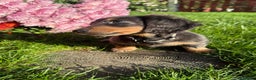 Miniature Dachshund dogs for sale: Miniature Long Haired Dachshund  - Advert 2