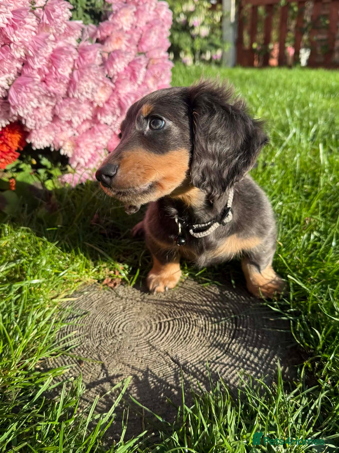 Miniature Dachshund dogs for sale: Miniature Long Haired Dachshund  - Advert 2