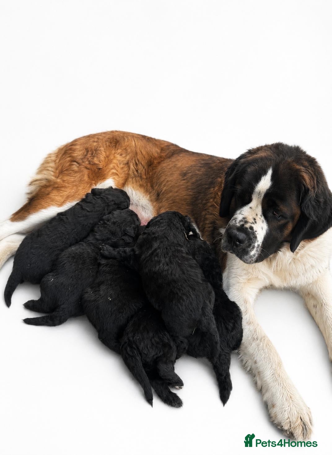 Saint Berdoodle dogs Saint berdoodle puppies  - Advert 4