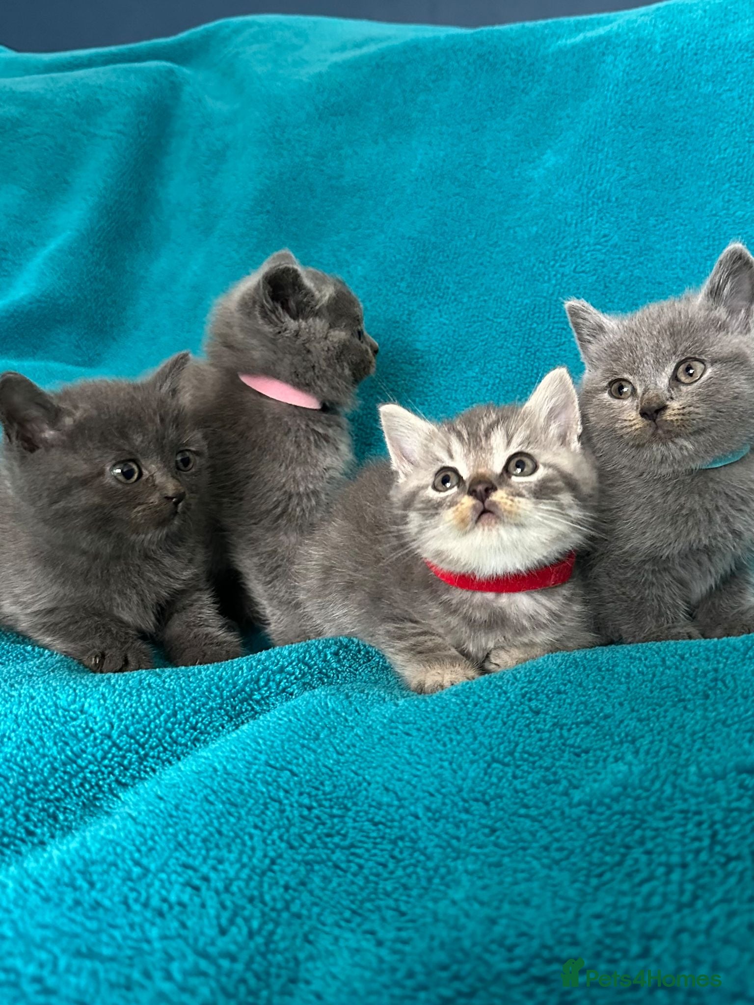 British Shorthair cats Beautiful British Shorthair 2 Boys and 2 Girls - Advert 2