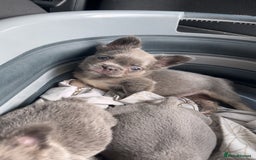 French Bulldog dogs for sale: Quality health clear fluffy French bulldogs  - Image 9