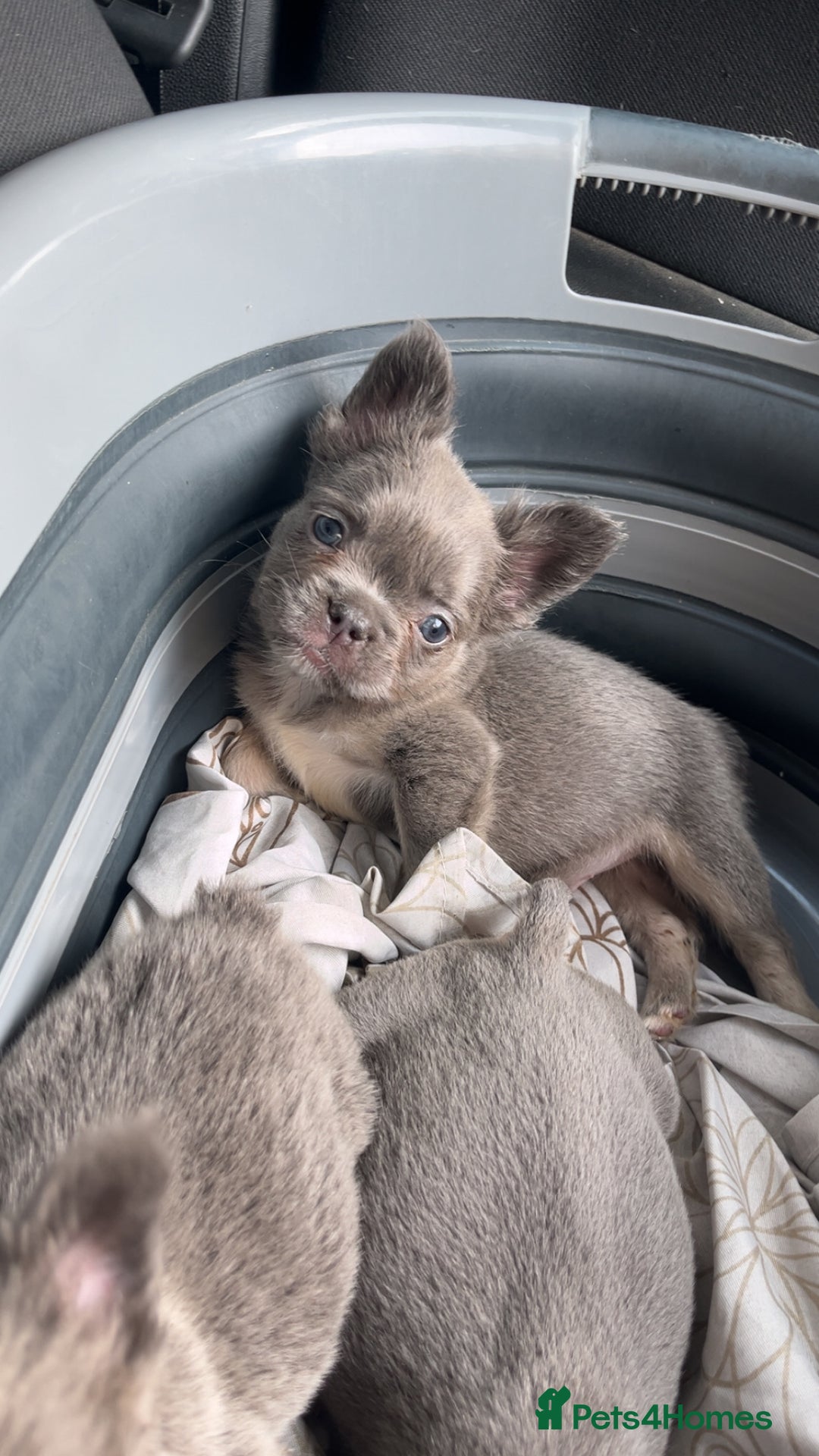 French Bulldog dogs for sale: Quality health clear fluffy French bulldogs  - Image 9
