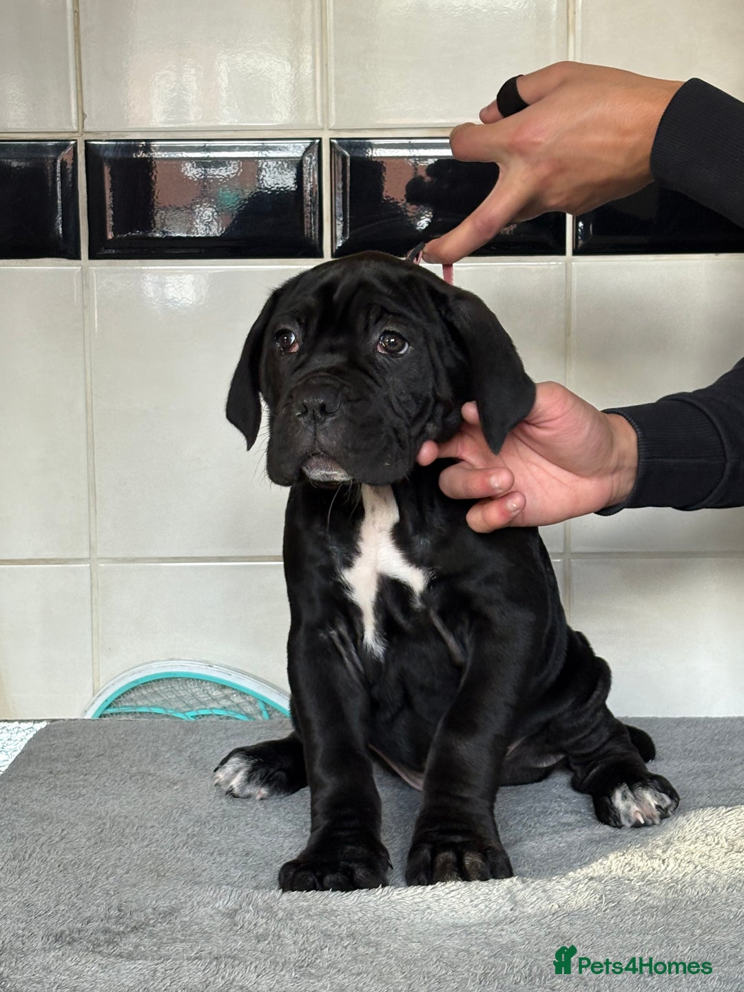 Cane Corso dogs for sale: *PRICE DROP* HUGE STUNNING FULL PEDIGREE FEMALES - Advert 3