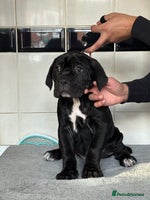 Cane Corso dogs HUGE STUNNING FULL PEDIGREE FEMALES - Advert 3