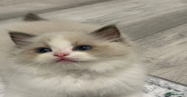 Ragdoll cats - Advert 5