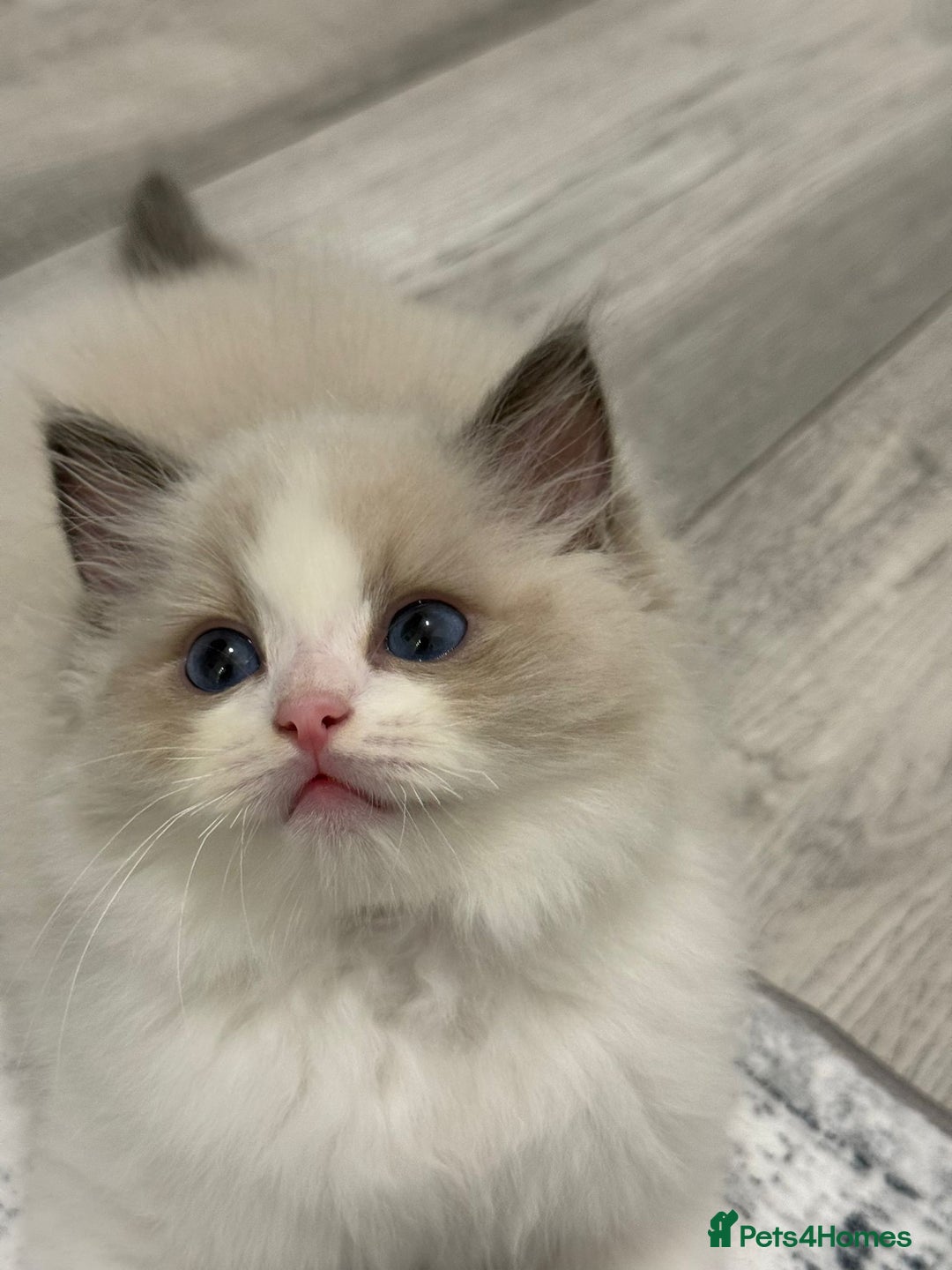 Ragdoll cats for sale: the last boy, registered with TICA - Image 4