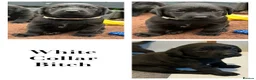 Labrador Retriever dogs for sale: Beautiful Kennel Club Registered Labrador Puppies - Advert 7