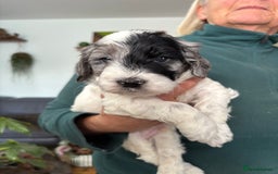 Cockapoo dogs for sale: Unique Rare Merle F1B Cockapoo Puppies - Image 7