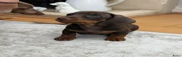 Miniature Dachshund dogs for sale: 🌟💙CHOCOLATE & TAN MINIATURE DACHSHUND MALE💙🌟 - Advert 4
