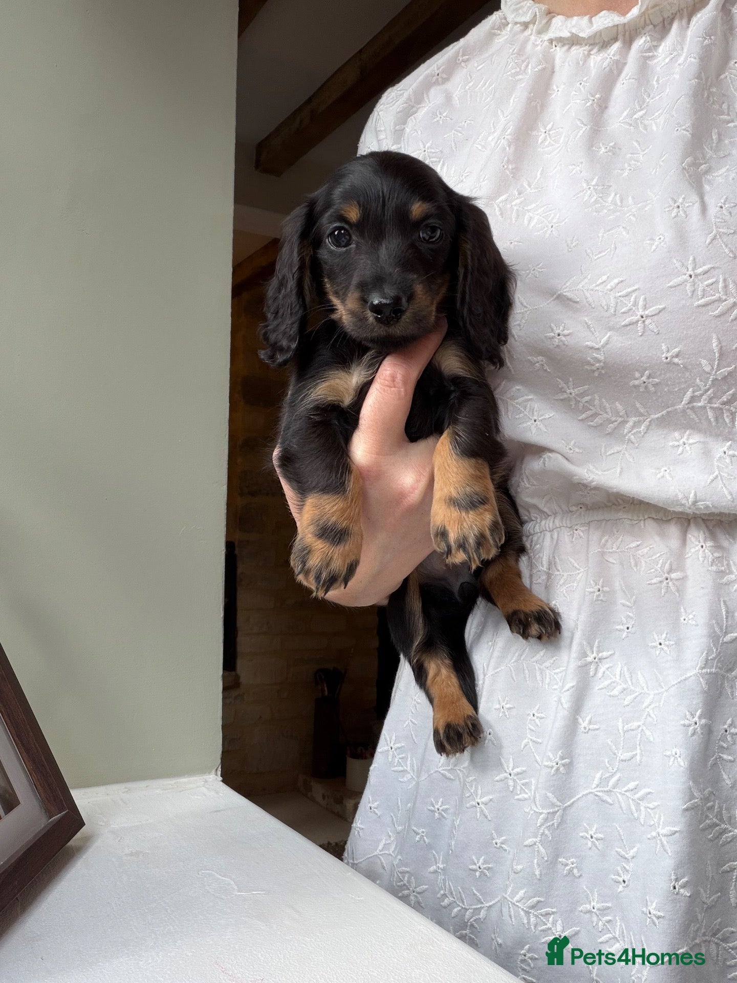 Miniature Dachshund dogs READY 3rd OCT KC MINI LONGHAIRED DACHSHUND PUPPIES - Advert 16