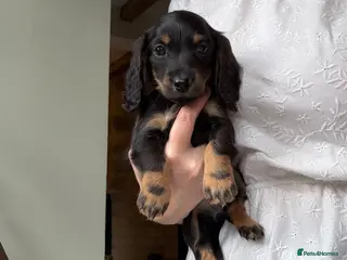 Miniature Dachshund dogs READY 3rd OCT KC MINI LONGHAIRED DACHSHUND PUPPIES - Advert 5