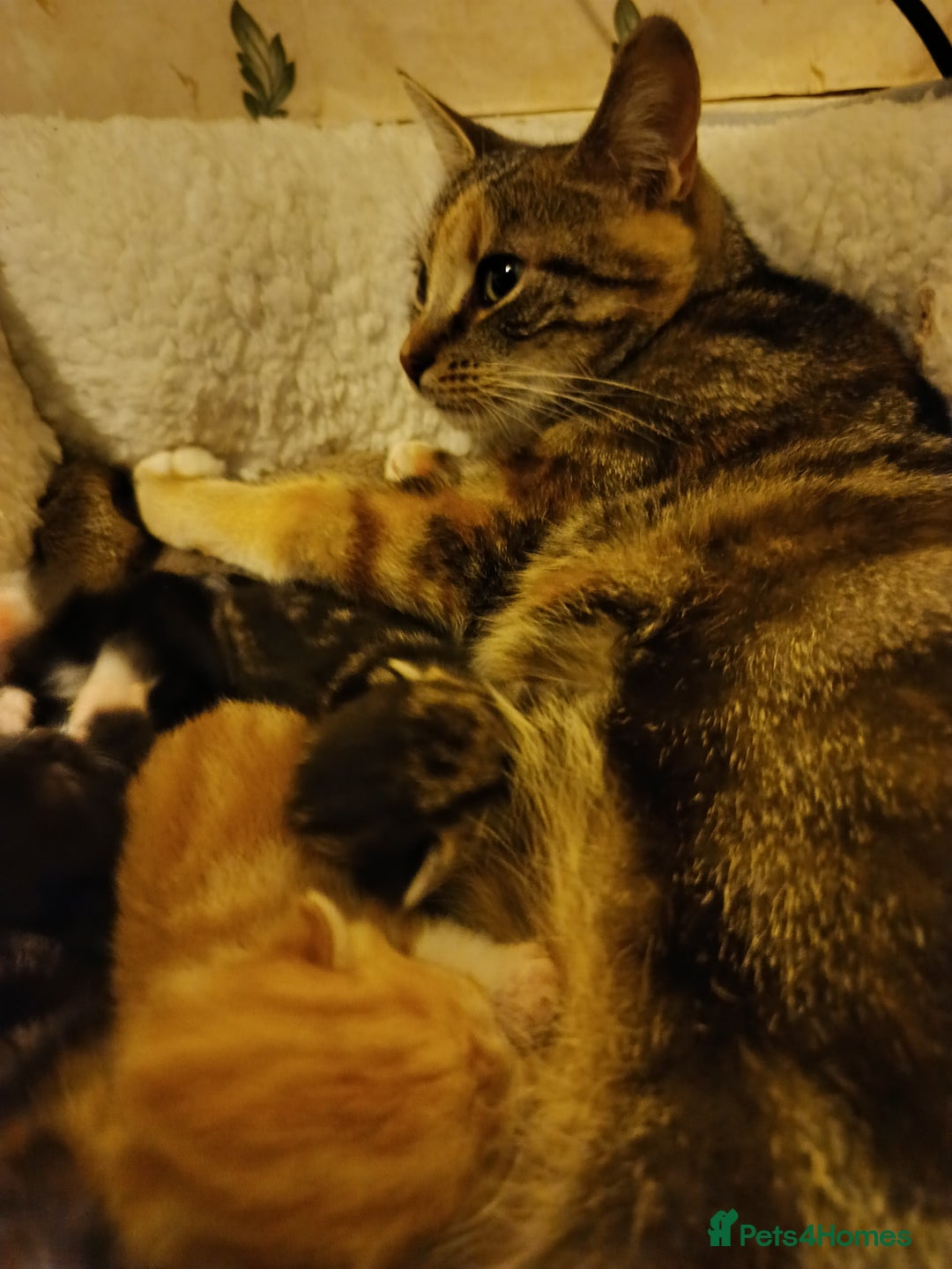 Mixed Breed cats for sale: 3 beautiful kittens  - Advert 10