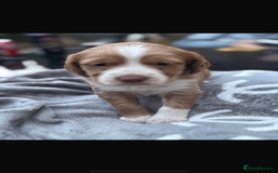 Cockapoo dogs for sale: Cockerpoo pups for sale - Image 20