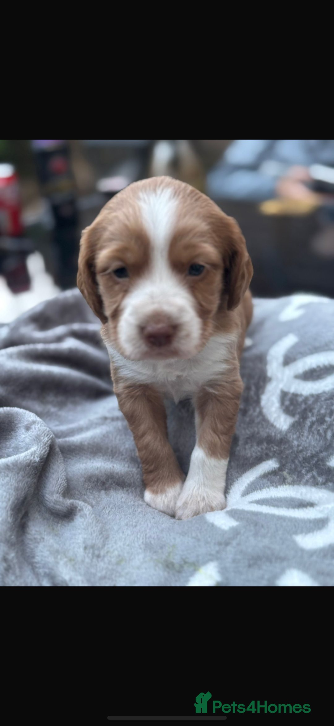 Cockapoo dogs for sale: Cockerpoo pups for sale - Image 20
