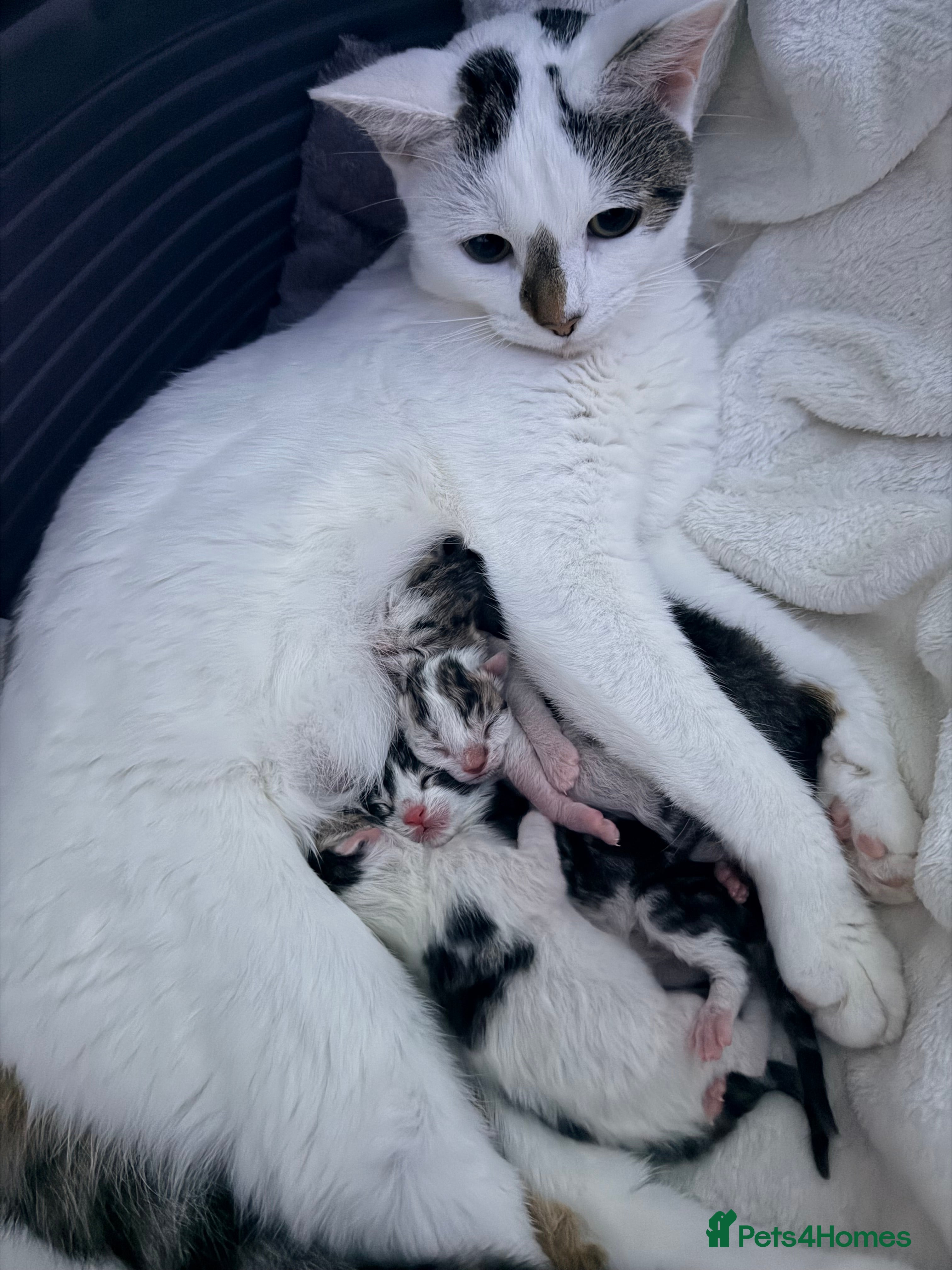 Mixed Breed cats 3 beautiful kittens - Advert 13