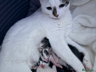 Mixed Breed cats 3 beautiful kittens - Advert 1