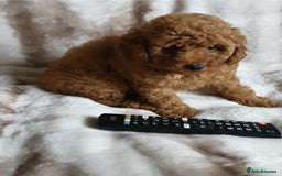 Toy Poodle dogs for sale: KC red Toy Poodle, DNA tested, champion bloodline - Image 12