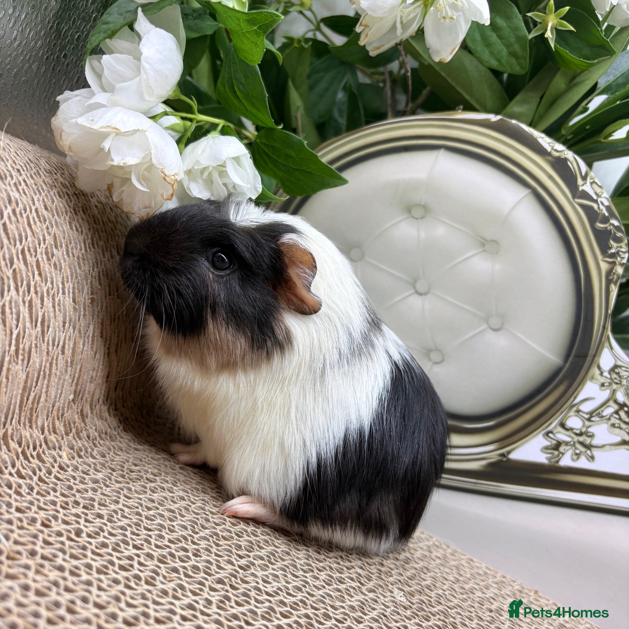 Guinea Pig rodents Multiple baby Girl guinea pigs for sale  - Advert 1