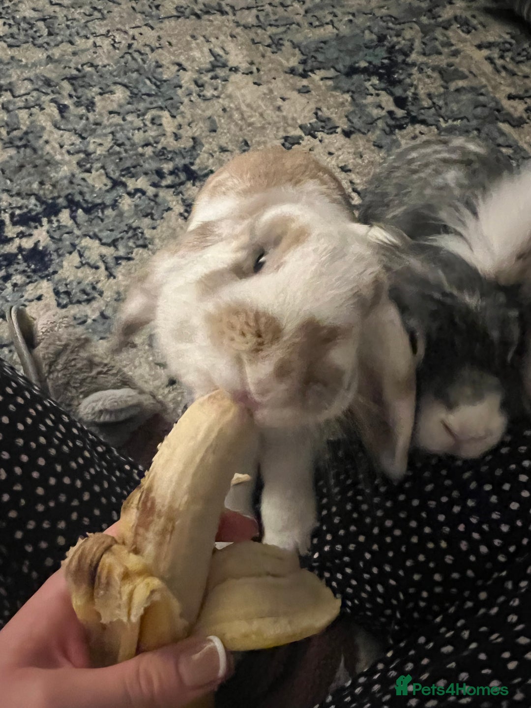 Mini Lion Lop rabbits for sale: 3 loving bonded rabbits for rehoming - Advert 9