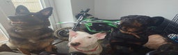 English Bull Terrier dogs for sale: Kc registered female English bull terrier  - Advert 4