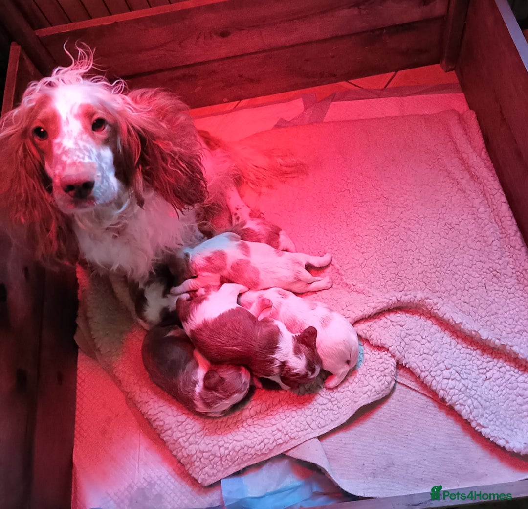 Cockalier dogs for sale: Cockalier puppies all parents fully health checked - Advert 3