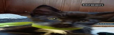 Female Black&White Kitten - Green collar