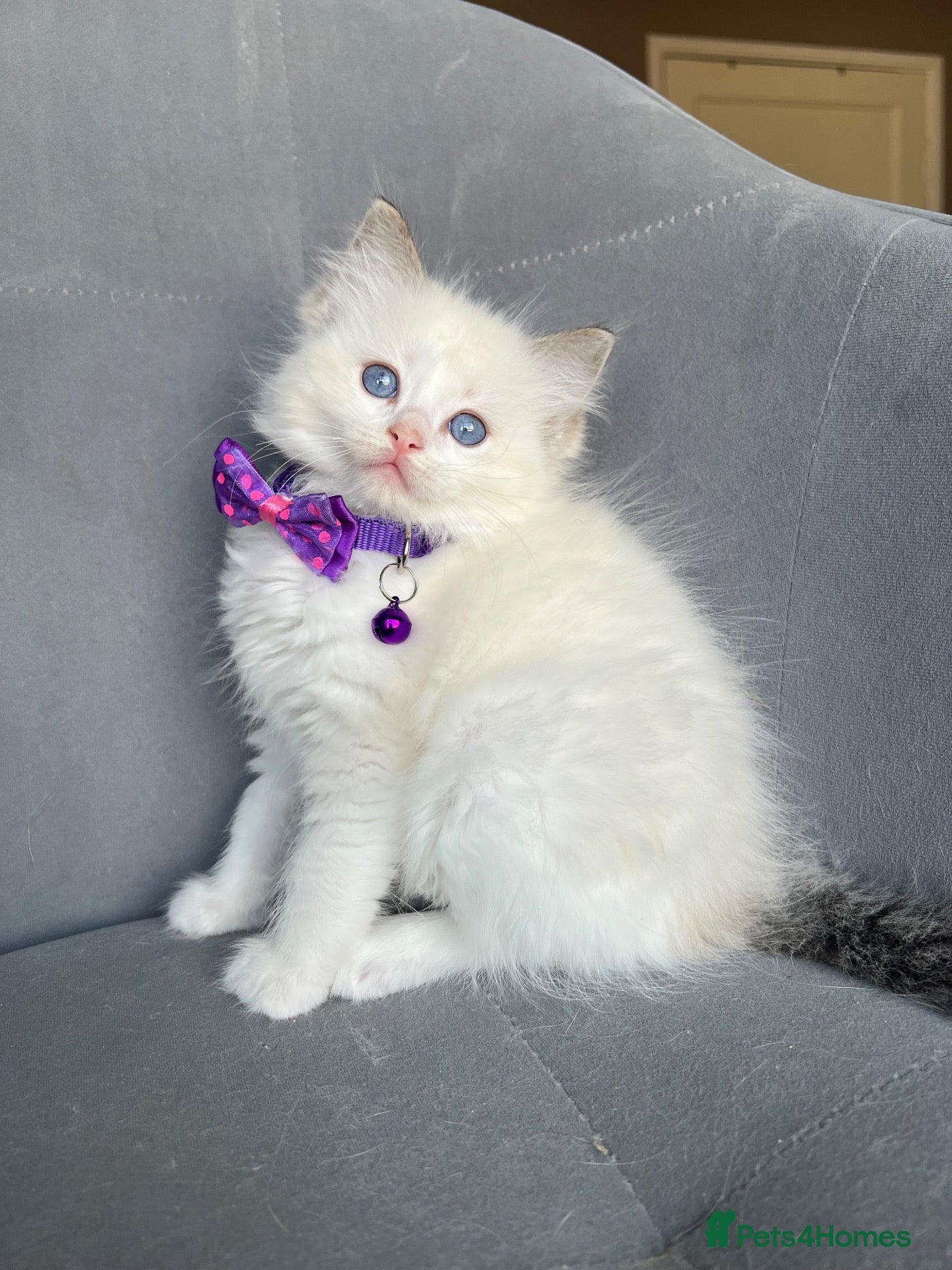 Ragdoll cats Registered Ragdoll Kittens for sale - Advert 2