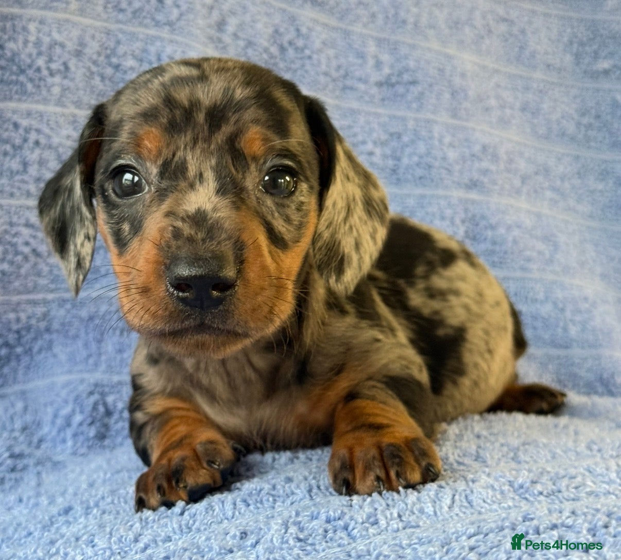 Miniature Dachshund dogs KC Reg Miniature Dachshund Puppies  - Advert 5