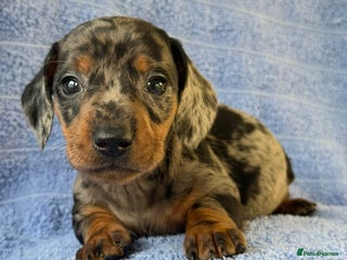 Miniature Dachshund dogs KC Reg Miniature Dachshund Puppies - Advert 2