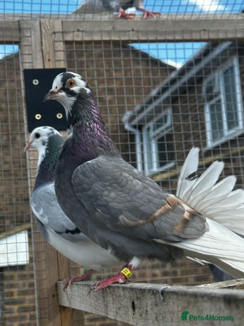 Pigeons birds in Milton Keynes - Advert 11