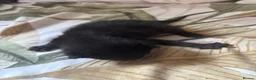 Mixed Breed cats for sale: Gorgeous kittens - Advert 3