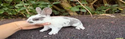 Rex rabbits for sale: 3 x stunning mini rex babies for reserve  - Advert 10