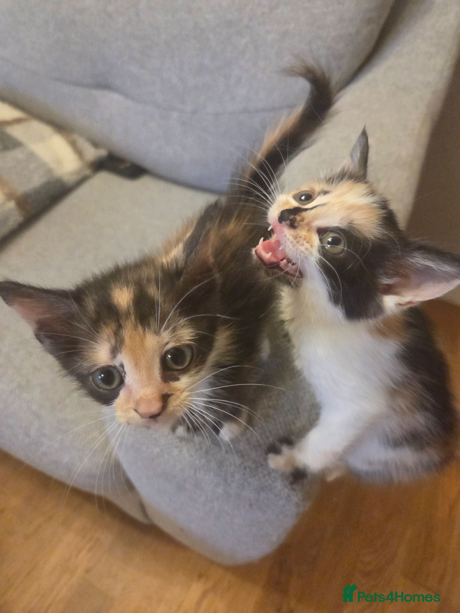 Mixed Breed cats 2 female tortoise shell kittens - Advert 7