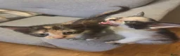 Mixed Breed cats for sale: 2 female tortoise shell kittens - Advert 1