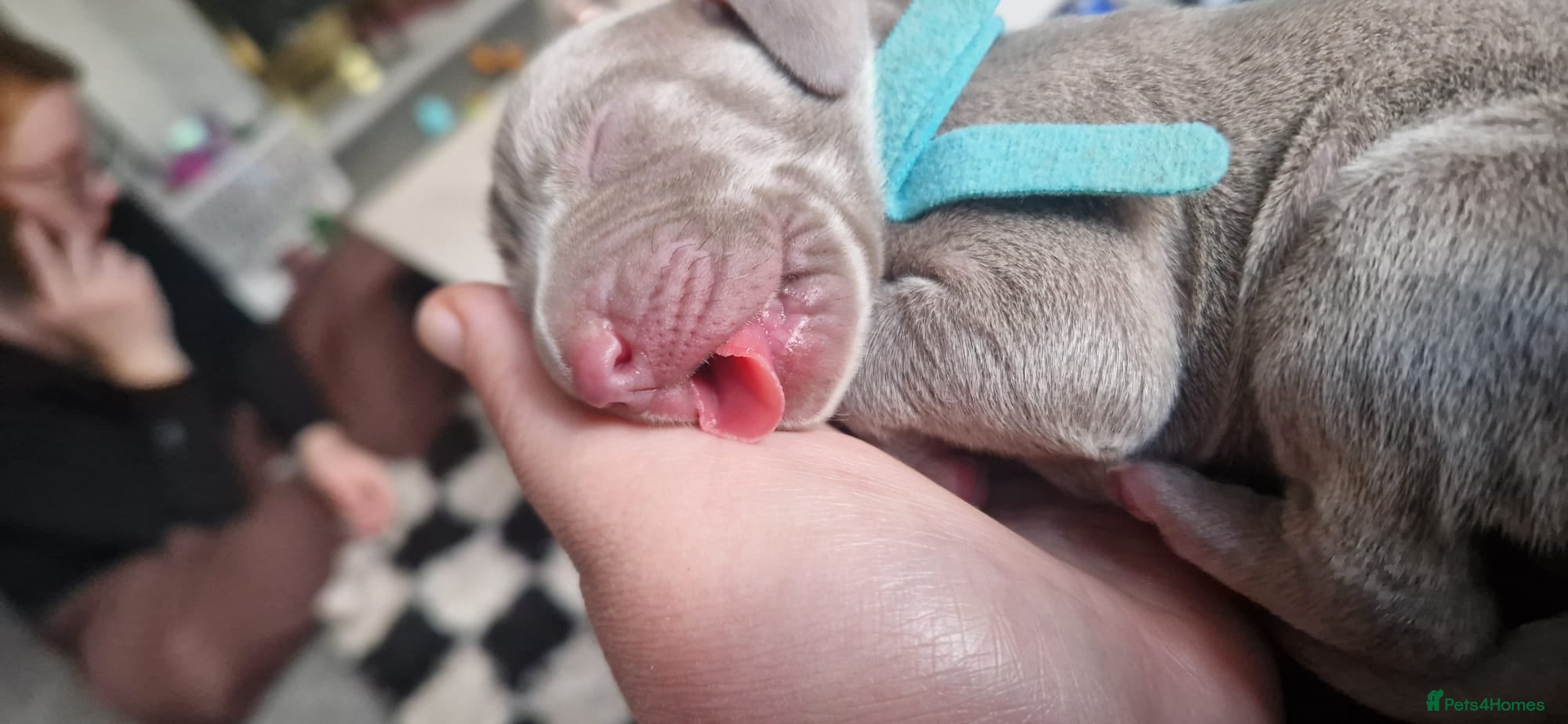 Weimaraner dogs for sale: Weimaraner Puppies Looking for Their Forver Home🐾 in Shrewsbury - Advert 9