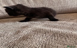 Domestic Shorthair cats for sale: Beautiful female black kittens - Image 6